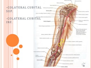 -COLATERAL CUBITAL
SUP.
-COLATERAL CUBITAL
INF.
 