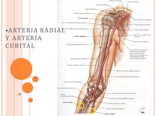 •ARTERIA RADIAL
Y ARTERIA
CUBITAL
 
