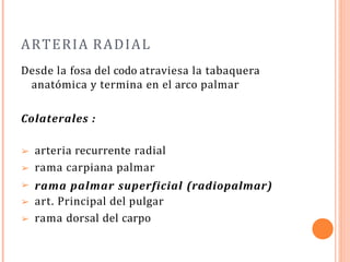 ARTERIA RADIAL
Desde la fosa del codo atraviesa la tabaquera
anatómica y termina en el arco palmar
Colaterales :
➢
➢
➢
➢
➢
arteria recurrente radial
rama carpiana palmar
rama palmar superficial (radiopalmar)
art. Principal del pulgar
rama dorsal del carpo
 