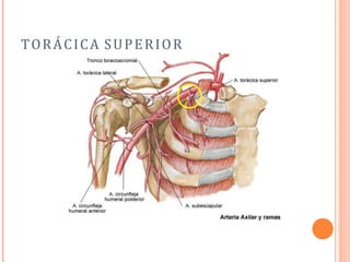 TORÁCICA SUPERIOR
 