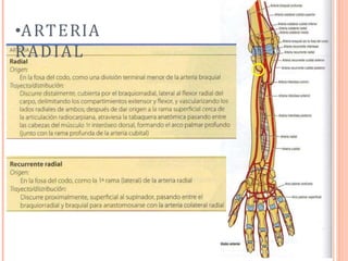 ”
•ARTERIA
RADIAL
 
