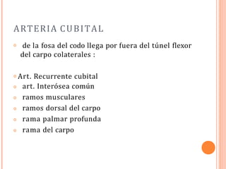 ARTERIA CUBITAL
𝗈 de la fosa del codo llega por fuera del túnel flexor
del carpo colaterales :
𝗈 Art. Recurrente cubital
𝗈
𝗈
𝗈
𝗈
𝗈
art. Interósea común
ramos musculares
ramos dorsal del carpo
rama palmar profunda
rama del carpo
 
