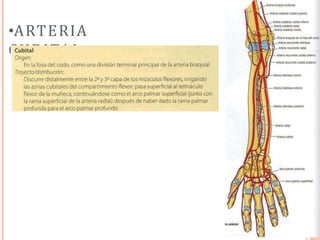•ARTERIA
CUBITAL
 