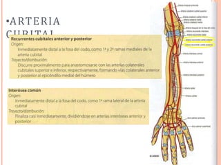 ”
•ARTERIA
CUBITAL
 