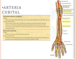 •ARTERIA
CUBITAL
 