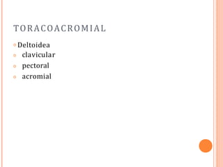 TORACOACROMIAL
𝗈 Deltoidea
𝗈
𝗈
𝗈
clavicular
pectoral
acromial
 