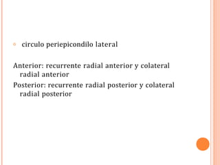 𝗈 circulo periepicondilo lateral
Anterior: recurrente radial anterior y colateral
radial anterior
Posterior: recurrente radial posterior y colateral
radial posterior
 