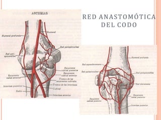 RED ANASTOMÓTICA
DEL CODO
 