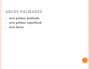 ARCOS PALMARES
𝗈
𝗈
𝗈
arco palmar profundo
arco palmar superficial
arco dorsa
 