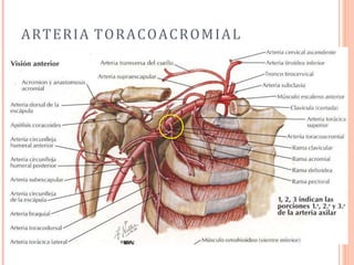 ARTERIA TORACOACROMIAL
 