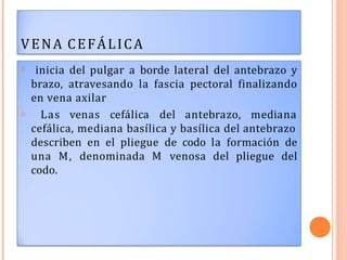 VENA CEFÁLICA
𝗈 inicia del pulgar a borde lateral del antebrazo y
brazo, atravesando la fascia pectoral finalizando
en vena axilar
𝗈 Las venas cefálica del antebrazo, mediana
cefálica, mediana basílica y basílica del antebrazo
describen en el pliegue de codo la formación de
una M, denominada M venosa del pliegue del
codo.
 