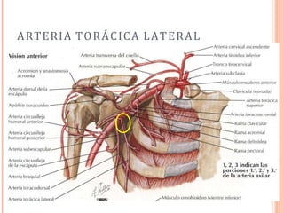 ARTERIA TORÁCICA LATERAL
 