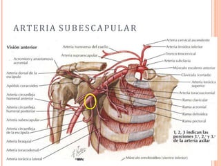 ARTERIA SUBESCAPULAR
 