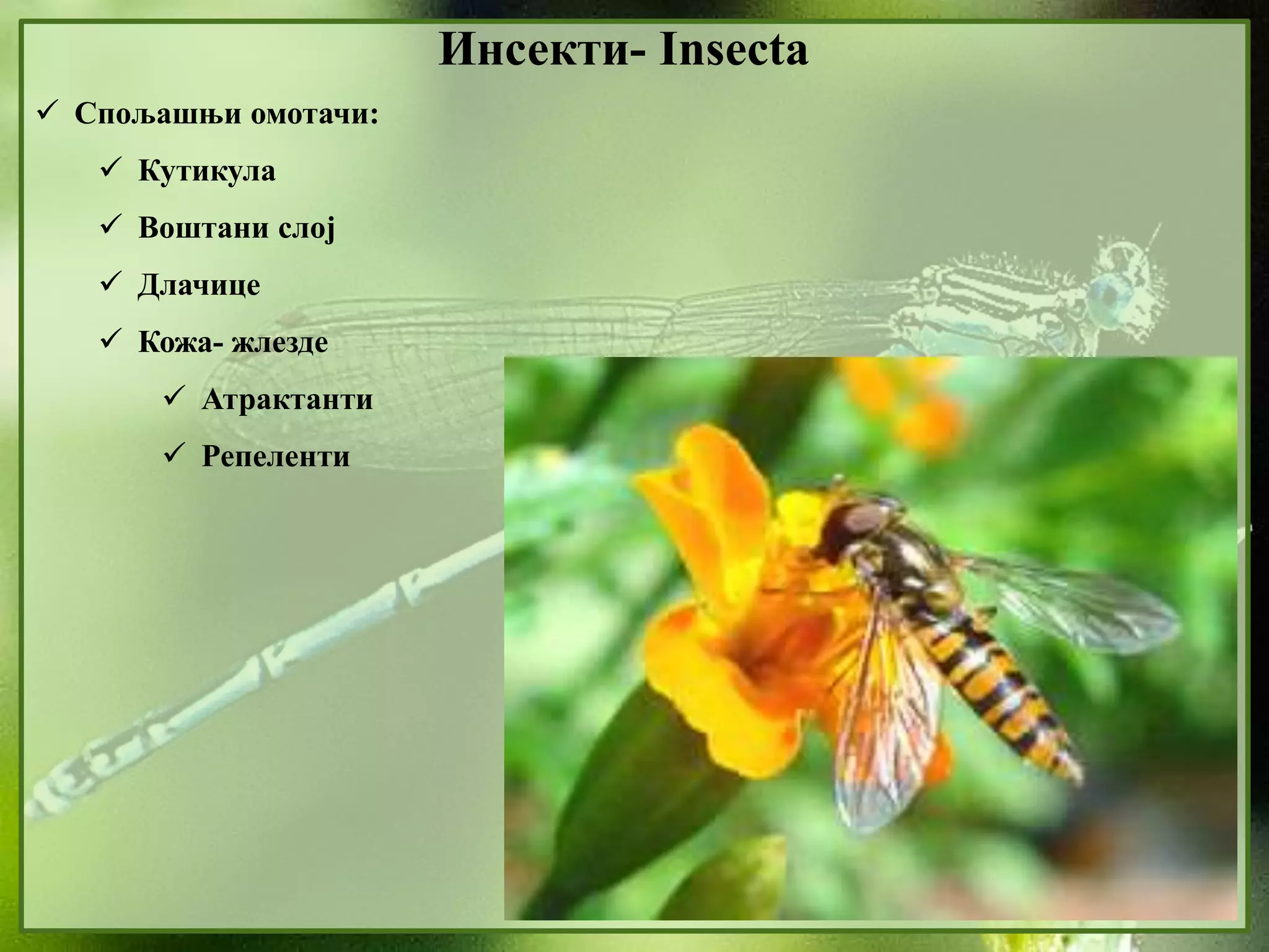 13. Insekti | PPT