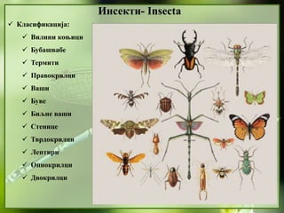 Инсекти- Insecta
 Класификација:
 Вилини коњици
 Бубашвабе
 Термити
 Правокрилци
 Ваши
 Буве
 Биљне ваши
 Стенице
 Тврдокрилци
 Лептири
 Опнокрилци
 Двокрилци
 