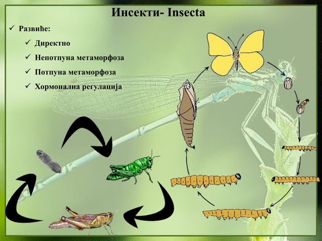 13. Insekti | PPTX
