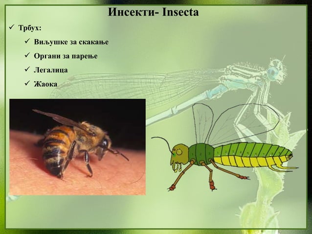 13. Insekti | PPTX