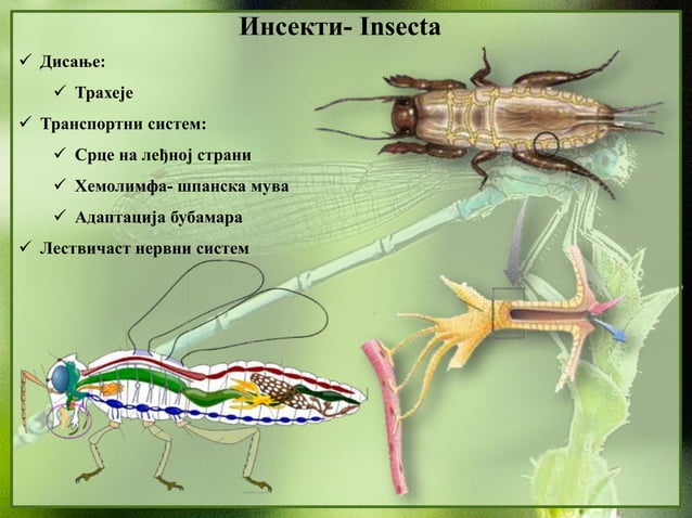 13. Insekti | PPTX