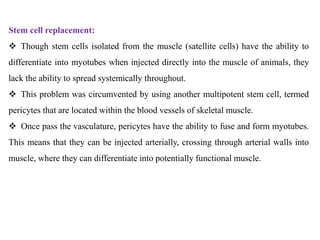Stem cell replacement:
 Though stem cells isolated from the muscle (satellite cells) have the ability to
differentiate into myotubes when injected directly into the muscle of animals, they
lack the ability to spread systemically throughout.
 This problem was circumvented by using another multipotent stem cell, termed
pericytes that are located within the blood vessels of skeletal muscle.
 Once pass the vasculature, pericytes have the ability to fuse and form myotubes.
This means that they can be injected arterially, crossing through arterial walls into
muscle, where they can differentiate into potentially functional muscle.
 