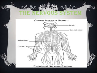 THE NERVOUS SYSTEM
 