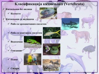 Класификација кичмењака (Vertebrata)
 Кичмењаци без вилица
 Колоусте
 Кичмењаци са вилицама
 Рибе са хрскавичавим скелетом
 Рибе са коштаним скелетом
 Водоземци
 Гмизавци
 Птице
 Сисари
 