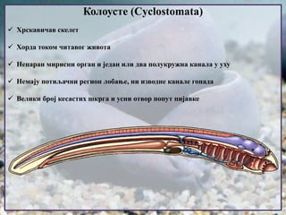 Колоусте (Cyclostomata)
 Хрскавичав скелет
 Хорда током читавог живота
 Непаран мирисни орган и један или два полукружна канала у уху
 Немају потиљачни регион лобање, ни изводне канале гонада
 Велики број кесастих шкрга и усни отвор попут пијавке
 