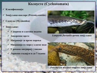 Класификација:
 Змијуљице-пакларе (Petromyzontide)
 Слепуље (Myxinoidea)
 Змијуљице:
 У морима и слатким водама
 Анадромне врсте
 Миграције за време парења
 Миграција из мора у слатке воде
 У рекама мигрирају узводно
 Ларвени стадијум и до 7 година
Колоусте (Cyclostomata)
Lamperta fluviatilis-речна змијуљица
Petromyzon marinus-морска змијуљица
Lamperta fluviatilis-речна змијуљица
 