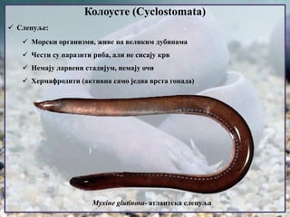  Слепуље:
 Морски организми, живе на великим дубинама
 Чести су паразити риба, али не сисају крв
 Немају ларвени стадијум, немају очи
 Хермафродити (активна само једна врста гонада)
Колоусте (Cyclostomata)
Myxine glutinosa- атлантска слепуља
 