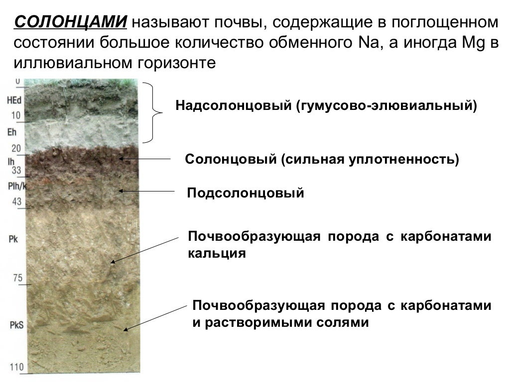 Засоленная почва образующаяся при понижении