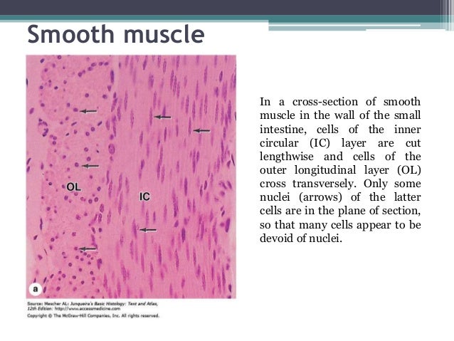 Histology of Muscle tissue