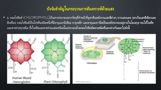 ปัจจัยสาคัญในกระบวนการสังเคราะห์ด้วยแสง
•
 