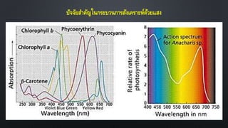 ปัจจัยสาคัญในกระบวนการสังเคราะห์ด้วยแสง
 