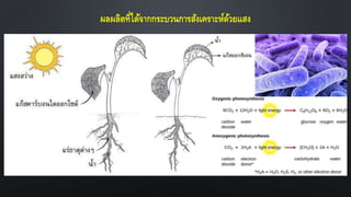 ผลผลิตที่ได้จากกระบวนการสังเคราะห์ด้วยแสง
 
