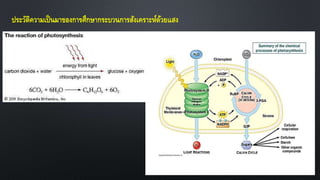 ประวัติความเป็นมาของการศึกษากระบวนการสังเคราะห์ด้วยแสง
 