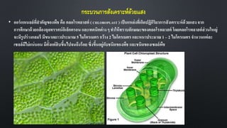 กระบวนการสังเคราะห์ด้วยแสง
• ออร์แกเนลล์ที่สาคัญของพืช คือ คลอโรพลาสต์ ( CHLOROPLAST ) เป็นแหล่งที่เกิดปฏิกิริยาการสังเคราะห์ด้วยแสงจาก
การศึกษาด้วยกล้องจุลทรรศน์อิเล็กตรอน และเทคนิคต่าง ๆ ทาให้ทราบลักษณะของคลอโรพลาสต์ โดยคลอโรพลาสต์ส่วนใหญ่
จะมีรูปร่างกลมรี มีขนาดยาวประมาณ 5 ไมโครเมตร กว้าง 2 ไมโครเมตร และหนาประมาณ 1 – 2 ไมโครเมตร จานวนแต่ละ
เซลล์มีไม่แน่นอน มีตั้งแต่สิบขึ้นไปจนถึงร้อย ซึ่งขึ้นอยู่กับชนิดของพืช และชนิดของเซลล์พืช
 