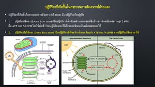 ปฏิกิริยาที่เกิดขึ้นในกระบวนการสังเคราะห์ด้วยแสง
• ปฏิกิริยาที่เกิดขึ้นในกระบวนการสังเคราะห์ด้วยแสง มี 2 ปฏิกิริยาใหญ่ๆคือ
• 1. ปฏิกิริยาใช้แสง (LIGHT REACTION) เป็นปฏิกิริยาที่พืชรับพลังงานแสงมาใช้สร้างสารอินทรีย์พลังงานสูง 2 ชนิด
คือ ATP และ NADPH โดยใช้น้าเข้าร่วมปฏิกิริยาและได้ก๊าซออกซิเจนเป็นผลิตผลพลอยได้
• 2. ปฏิกิริยาไม่ใช้แสง (DARK REACTION) เป็นปฏิกิริยาที่พืชสร้างน้าตาล โดยนา ATP และ NADPH จากปฏิกิริยาใช้แสงมาใช้
 