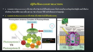 ปฏิกิริยาใช้แสง (LIGHT REACTION)
• 1. ระบบแสง I (PHOTOSYSTEM I หรือ PSI) หรือ P700 ทาหน้าที่รับพลังงานแสง ซึ่งประกอบด้วยรงควัตถุชนิดสาคัญคือ คลอโรฟิลล์ เอ
ชนิดพิเศษ รับแสงที่มีความยาวคลื่น 683 และ 700 นาโนเมตร ได้ดี พบในพืชและสาหร่ายทุกกลุ่ม
• 2. ระบบแสง II (PHOTOSYSTEM II หรือ PSII) หรือ P800 ทาหน้าที่รับพลังงานแสง
 