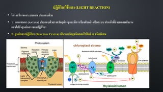 ปฏิกิริยาใช้แสง (LIGHT REACTION)
• โครงสร้างของระบบแสง ประกอบด้วย
• 1. แอนเทนนา (ANTENA) ประกอบด้วยรงควัตถุต่างๆ และมีการเรียงตัวอย่างเป็นระบบ ทาหน้าที่ถ่ายทอดพลังงาน
แสงไปยังศูนย์กลางของปฏิกิริยา
• 2. ศูนย์กลางปฏิกิริยา (REACTION CENTER) เป็นรงควัตถุชนิดคลอโรฟิลล์ เอ ชนิดพิเศษ
 
