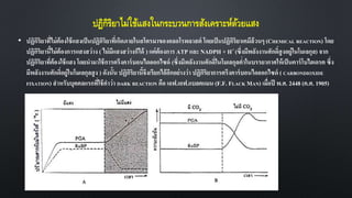 ปฏิกิริยาไม่ใช้แสงในกระบวนการสังเคราะห์ด้วยแสง
• ปฏิกิริยาที่ไม่ต้องใช้แสงเป็นปฏิกิริยาที่เกิดภายในสโตรมาของคลอโรพลาสต์ โดยเป็นปฏิกิริยาเคมีล้วนๆ (CHEMICAL REACTION) โดย
ปฏิกิริยานี้ไม่ต้องการแสงสว่าง ( ไม่มีแสงสว่างก็ได้ ) แต่ต้องการ ATP และ NADPH + H+ (ซึ่งมีพลังงานศักดิ์สูงอยู่ในโมเลกุล) จาก
ปฏิกิริยาที่ต้องใช้แสง โดยนามาใช้การตรึงคาร์บอนไดออกไซด์ (ซึ่งมีพลังงานศักดิ์ในโมเลกุลต่าในบรรยากาศให้เป็นคาร์โบไฮเดรต ซึ่ง
มีพลังงานศักดิ์อยู่ในโมเลกุลสูง ) ดังนั้น ปฏิกิริยานี้จึงเรียกได้อีกอย่างว่า ปฏิกิริยาการตรึงคาร์บอนไดออกไซด์ ( CARBONDIOXIDE
FIXATION) สาหรับบุคคลแรกที่ใช้คาว่า DARK REACTION คือ เอฟ.เอฟ.แบลคแมน (F.F. FLACK MAN) เมื่อปี พ.ศ. 2448 (ค.ศ. 1905)
 