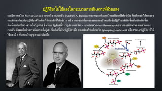 ปฏิกิริยาไม่ใช้แสงในกระบวนการสังเคราะห์ด้วยแสง
เมลวิน แคลวิน( Melvin Calvin ) แอนดริว เอ.เบนสัน (Andrew A. Benson) และคณะแห่งมหาวิทยาลัยแคลิฟอร์เนีย ที่เบริกเลย์ ได้ทดลอง
และศึกษาเกี่ยวกับปฏิกิริยาที่ไม่ต้องใช้แสงดังที่ได้กล่าวมาแล้ว นอกจากนั้นผลการทดลองยังพบอีกว่าปฏิกิริยาที่เกิดขึ้นนั้นเกิดเกิดขึ้น
ต่อเนื่องกันเป็นวงจร หรือวัฏจักร จึงเรียก วัฏจักรนี้ว่า วัฏจักรแคลวิน – เบนสัน (Calvin – Benson cycle)จากการศึกษาของแคลวินและ
เบนสัน ยังพบอีกว่าสารชนิดแรกที่อยู่ตัว ซึ่งเกิดขึ้นในปฏิกิริยา คือ กรดฟอสโฟกลีเซอริก (phosphoglyceric acid หรือ PGA) ปฏิกิริยาที่ไม่
ใช้แสงมี 3 ขั้นตอนใหญ่ๆ ตามลาดับ คือ
 