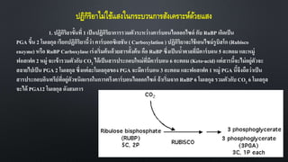 ปฏิกิริยาไม่ใช้แสงในกระบวนการสังเคราะห์ด้วยแสง
1. ปฏิกิริยาขั้นที่ 1 เป็นปฏิกิริยาการรวมตัวระหว่างคาร์บอนไดออกไซด์ กับ RuBP เกิดเป็น
PGA ขึ้น 2 โมเลกุล เรียกปฏิกิริยานี้ว่า คาร์บอกซิเลชัน ( Carboxylation ) ปฏิกิริยาจะใช้เอนไซม์รูบิสโก (Rubisco
enzyme) หรือ RuBP Carboxylase เร่งเริ่มต้นด้วยสารตั้งต้นคือ RuBP ซึ่งเป็นน้าตาลที่มีคาร์บอน 5 อะตอม และหมู่
ฟอสเฟต 2 หมู่ จะเข้ารวมตัวกับ CO2 ได้เป็นสารประกอบใหม่ที่มีคาร์บอน 6 อะตอม (Keto-acid) แต่สารนี้จะไม่อยู่ตัวจะ
สลายไปเป็น PGA 2 โมเลกุล ซึ่งแต่ละโมเลกุลของ PGA จะมีคาร์บอน 3 อะตอม และฟอสเฟต 1 หมู่ PGA นี้จึงถือว่าเป็น
สารประกอบอินทรีย์ที่อยู่ตัวชนิดแรกในการตรึงคาร์บอนไดออกไซด์ ถ้าเริ่มจาก RuBP 6 โมเลกุล รวมตัวกับ CO2 6 โมเลกุล
จะได้ PGA12 โมเลกุล ดังสมการ
 