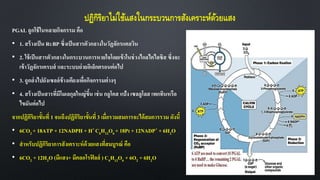 PGAL ถูกใช้ในหลายกิจกรรม คือ
• 1. สร้างเป็น RUBP ซึ่งเป็นสารตัวกลางในวัฏจักรแคลวิน
• 2. ใช้เป็นสารตัวกลางในกระบวนการหายใจโดยเข้าในช่วงไกลไคไลซิส ซึ่งจะ
เข้าวัฏจักรเครบส์ และระบบถ่ายอิเล็กตรอนต่อไป
• 3. ถูกส่งไปยังเซลล์ข้างเคียงเพื่อกิจกรรมต่างๆ
• 4. สร้างเป็นสารที่มีโมเลกุลใหญ่ขึ้น เช่น กลูโคส แป้ง เซลลูโลส เพกทินหรือ
ไขมันต่อไป
จากปฏิกิริยาขั้นที่ 1 จนถึงปฏิกิริยาขั้นที่ 3 เมื่อรวมสมการจะได้สมการรวม ดังนี้
• 6CO2 + 18ATP + 12NADPH + H+ C6H12O6 + 18PI + 12NADP+ + 6H2O
• สาหรับปฏิกิริยาการสังเคราะห์ด้วยแสงที่สมบูรณ์ คือ
• 6CO2 + 12H2O (มีแสง+ มีคลอโรฟิลล์ ) C6H12O6 + 6O2 + 6H2O
ปฏิกิริยาไม่ใช้แสงในกระบวนการสังเคราะห์ด้วยแสง
 