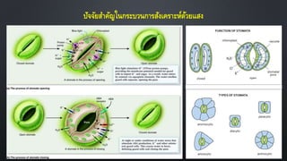 ปัจจัยสาคัญในกระบวนการสังเคราะห์ด้วยแสง
 