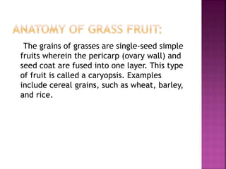 The grains of grasses are single-seed simple
fruits wherein the pericarp (ovary wall) and
seed coat are fused into one layer. This type
of fruit is called a caryopsis. Examples
include cereal grains, such as wheat, barley,
and rice.
 