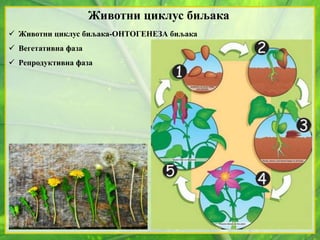 Животни циклус биљака
 Животни циклус биљака-ОНТОГЕНЕЗА биљака
 Вегетативна фаза
 Репродуктивна фаза
 