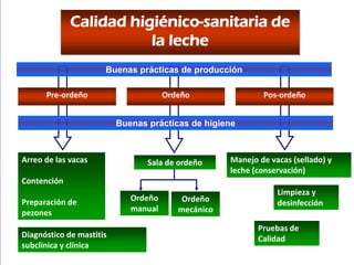 Calidad higiénico-sanitaria de
la leche
Sala de ordeñoArreo de las vacas
Contención
Preparación de
pezones
Manejo de vacas (sellado) y
leche (conservación)
Pre-ordeño Ordeño Pos-ordeño
Buenas prácticas de higiene
Ordeño
manual
Ordeño
mecánico
Limpieza y
desinfección
Pruebas de
CalidadDiagnóstico de mastitis
subclínica y clínica
Buenas prácticas de producción
 