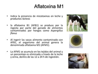 Aflatoxina M1
• Indica la presencia de micotoxinas en leche y
productos lácteos
• la aflatoxina B1 (AFB1) se produce por la
ingesta por parte del ganado de alimentos
contaminados por hongos como Aspergillus
flavus
• Al ingerir las vacas alimento contaminado con
AFB1, el organismo del animal genera la
denominada aflatoxina M1 (AFM1).
• La AFM1 se acumula en los tejidos del animal y
un porcentaje es eliminado a través de la leche
y orina, dentro de las 12 a 24 h de ingestión.
 