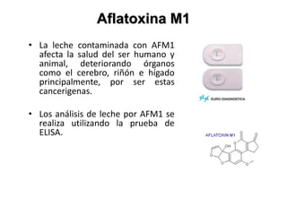 Aflatoxina M1
• La leche contaminada con AFM1
afecta la salud del ser humano y
animal, deteriorando órganos
como el cerebro, riñón e hígado
principalmente, por ser estas
cancerigenas.
• Los análisis de leche por AFM1 se
realiza utilizando la prueba de
ELISA.
 