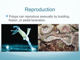 Reproduction
Polyps can reproduce asexually by budding,
fission, or pedal laceration.
 