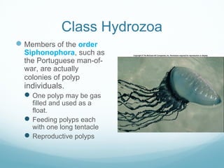Class Hydrozoa
Members of the order
Siphonophora, such as
the Portuguese man-of-
war, are actually
colonies of polyp
individuals.
One polyp may be gas
filled and used as a
float.
Feeding polyps each
with one long tentacle
Reproductive polyps
 
